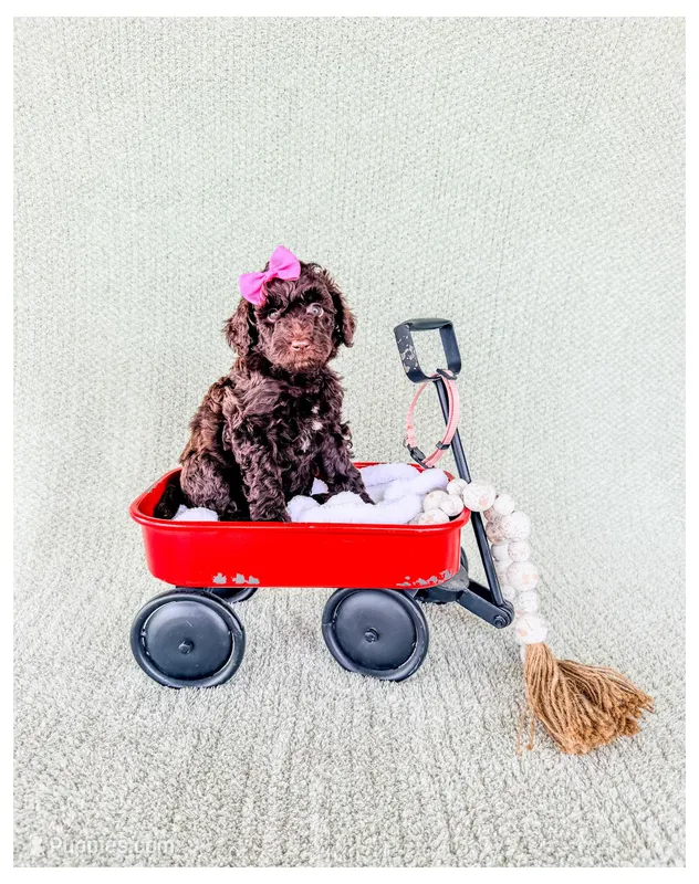 Jade – Bernedoodle, Miniature Bernedoodle puppy for sale in Lake City, FL