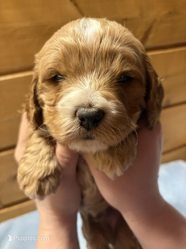 Nougat – Cockapoo, Miniature Goldendoodle puppy for sale in Manistique, MI