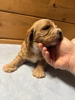 Nougat, a male Cockapoo and Miniature Goldendoodle for sale in Manistique, MI – Photo 3 of 3