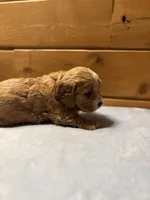 Nougat, a male Cockapoo and Miniature Goldendoodle for sale in Manistique, MI – Photo 2 of 3