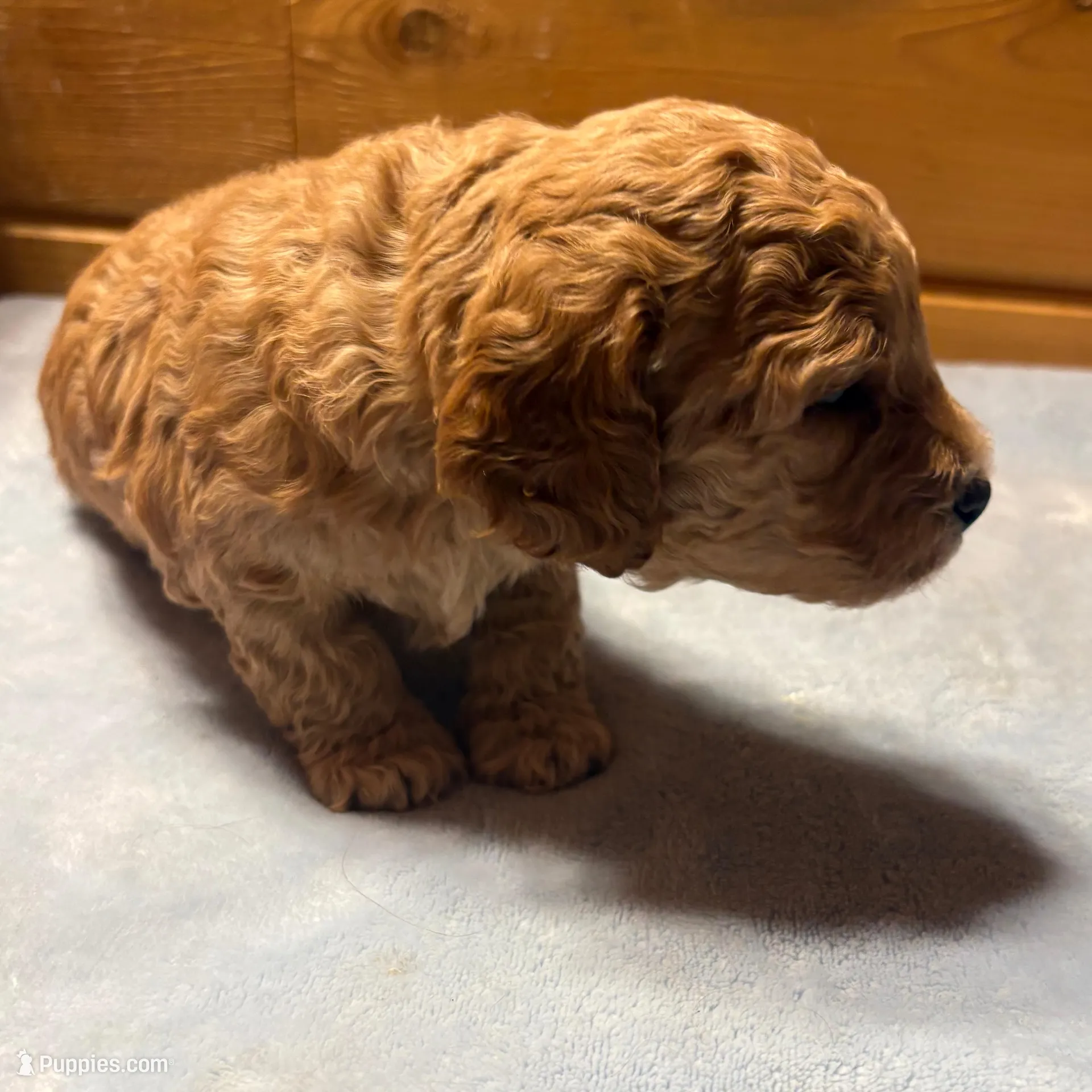Maple, a female Cockapoo and Miniature Goldendoodle for sale in Manistique, MI – Photo 3 of 3