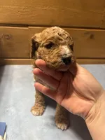 Carmel, a female Cockapoo and Miniature Goldendoodle for sale in Manistique, MI – Photo 3 of 3