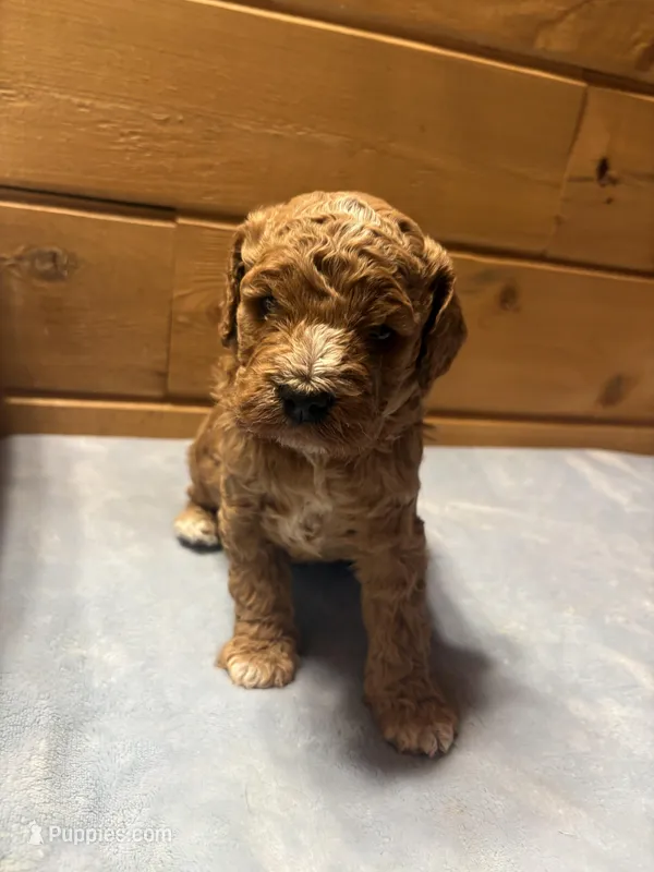 Carmel – Cockapoo, Miniature Goldendoodle puppy for sale in Manistique, MI