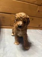 Carmel, a female Cockapoo and Miniature Goldendoodle for sale in Manistique, MI – Photo 1 of 3