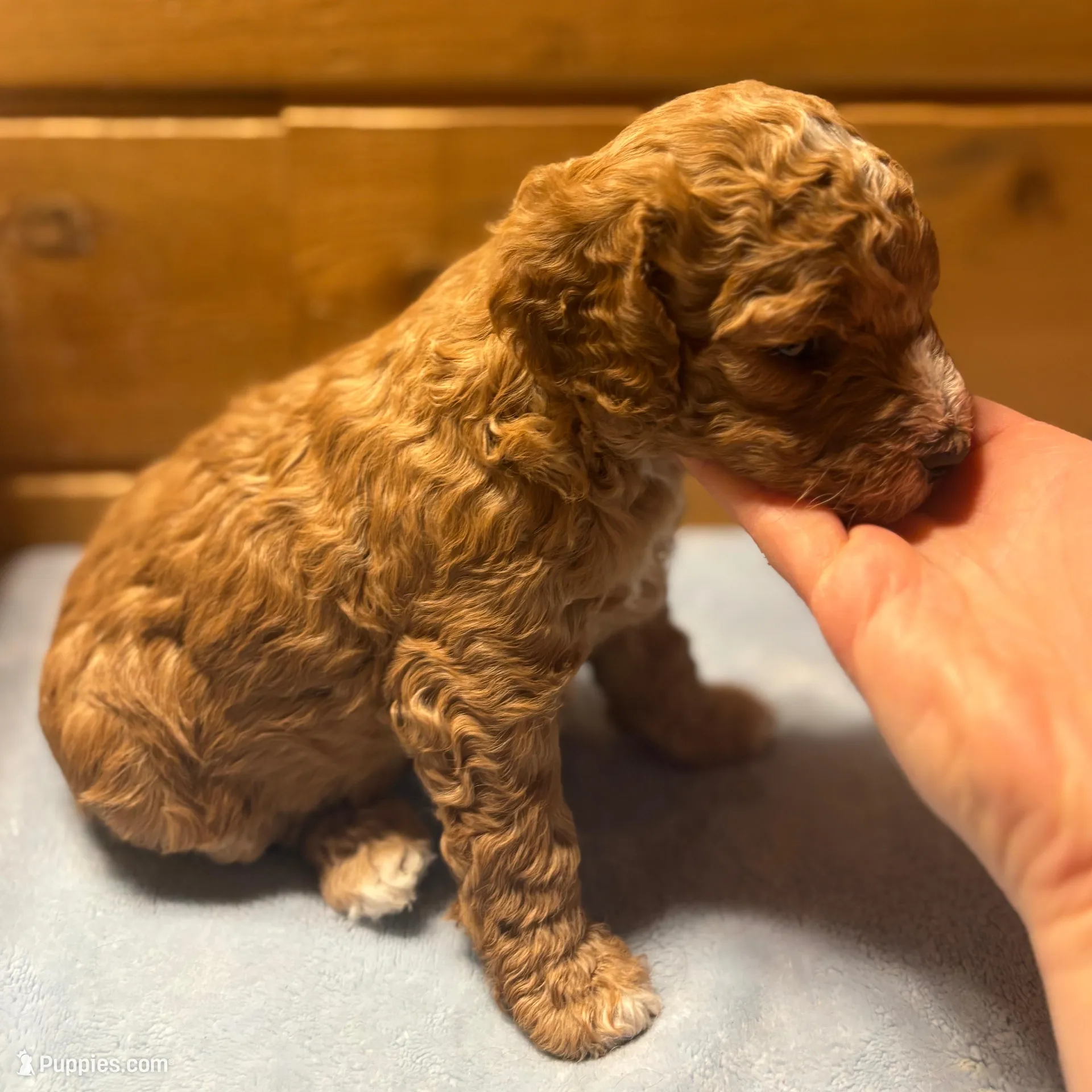 Carmel, a female Cockapoo and Miniature Goldendoodle for sale in Manistique, MI – Photo 2 of 3