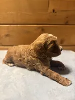 Toffee, a female Cockapoo and Miniature Goldendoodle for sale in Manistique, MI – Photo 2 of 5