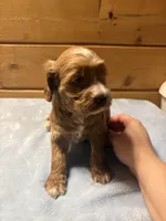 Toffee, a female Cockapoo and Miniature Goldendoodle for sale in Manistique, MI – Photo 4 of 5