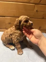Toffee, a female Cockapoo and Miniature Goldendoodle for sale in Manistique, MI – Photo 3 of 5