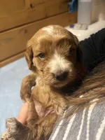 Toffee, a female Cockapoo and Miniature Goldendoodle for sale in Manistique, MI – Photo 5 of 5