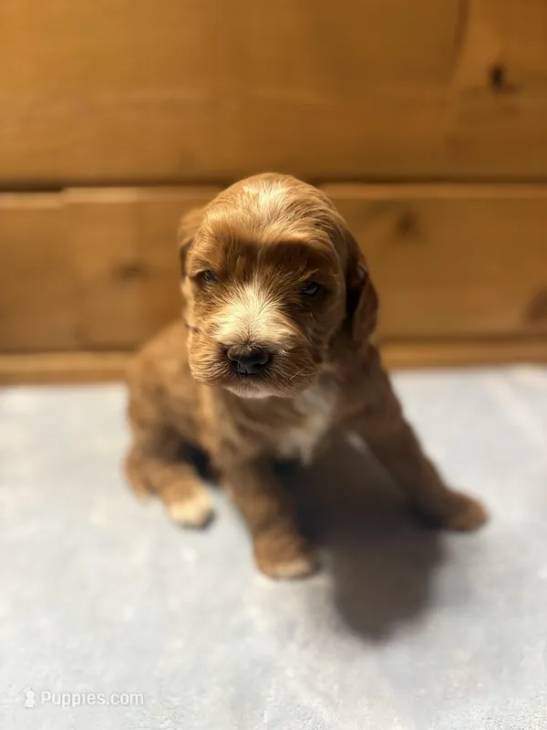 Toffee – Cockapoo, Miniature Goldendoodle puppy for sale in Manistique, MI