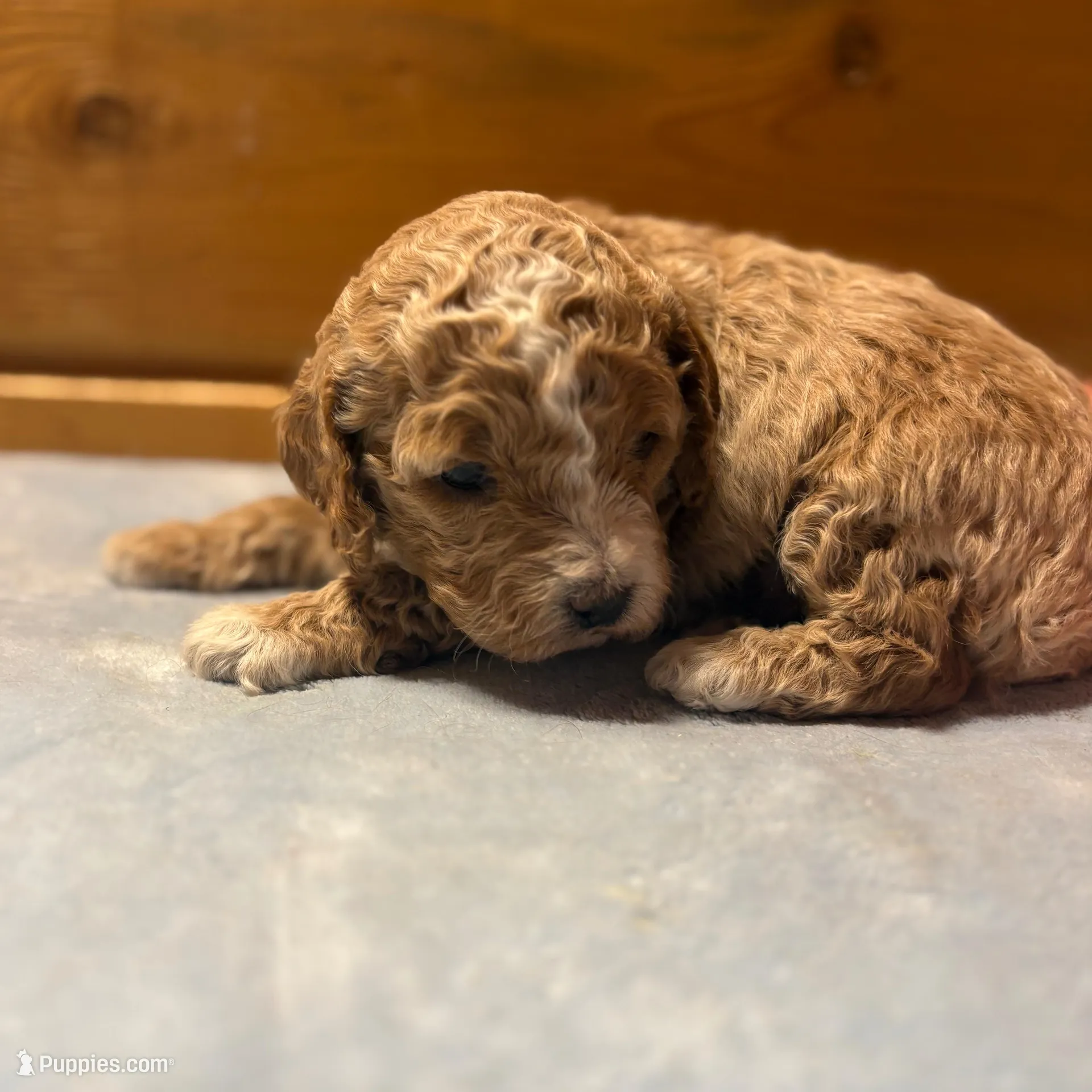 Butterscotch – Cockapoo, Miniature Goldendoodle puppy for sale in Manistique, MI