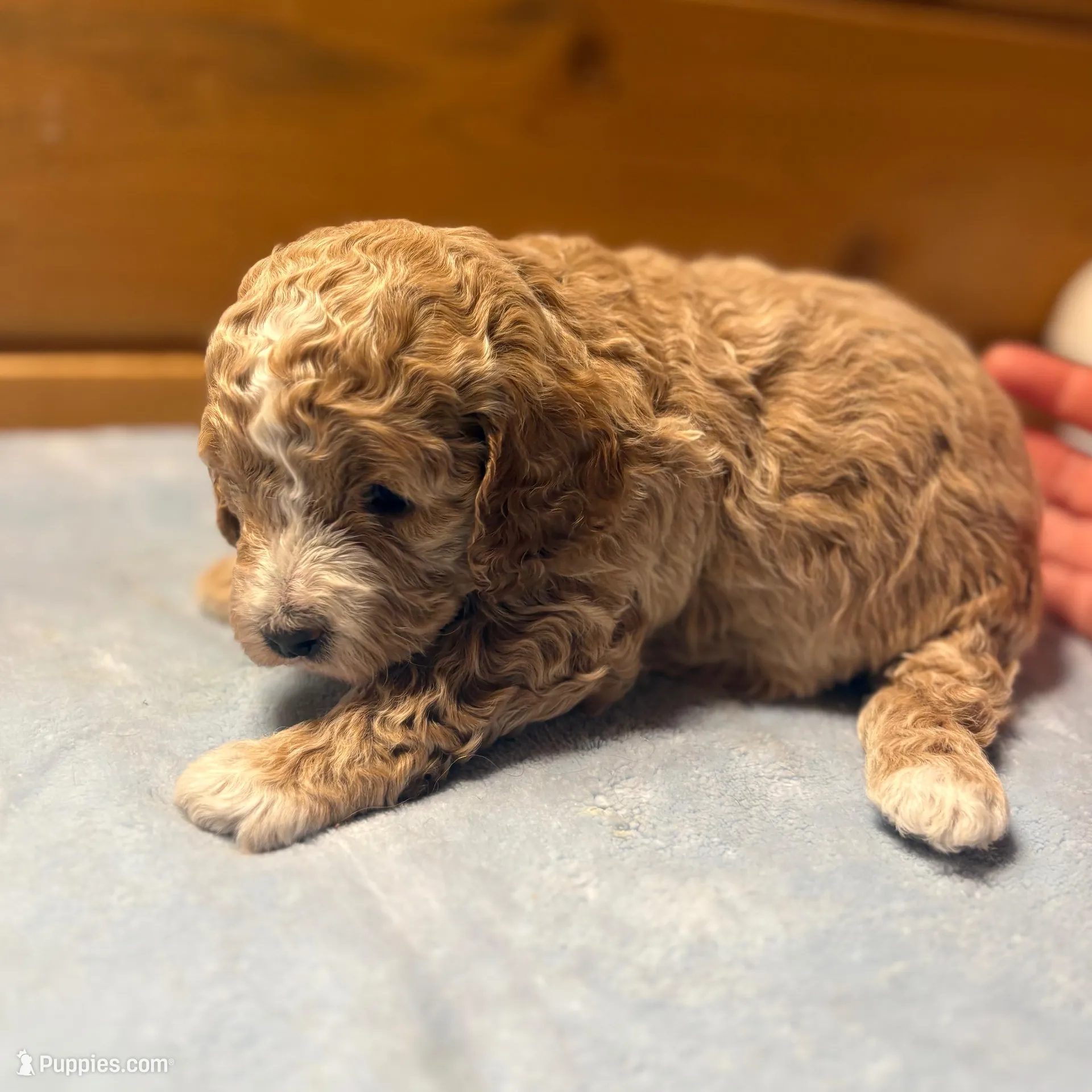 Butterscotch, a female Cockapoo and Miniature Goldendoodle for sale in Manistique, MI – Photo 2 of 3
