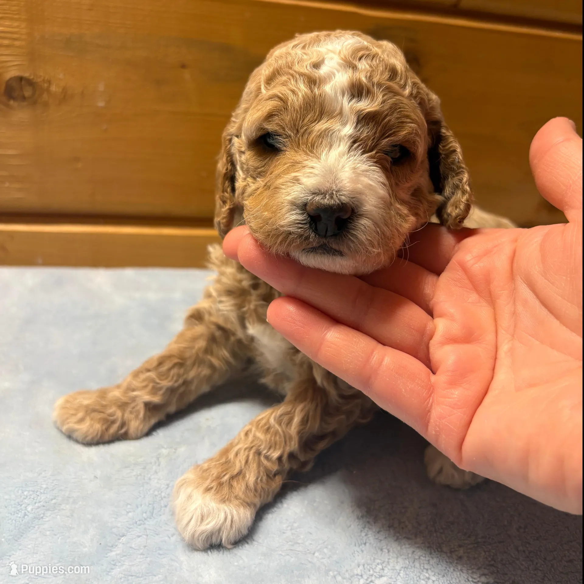 Butterscotch, a female Cockapoo and Miniature Goldendoodle for sale in Manistique, MI – Photo 3 of 3
