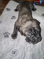 Black male, a male Cane Corso for sale in Pittsford, MI – 2 of 3