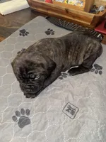 Black male, a male Cane Corso for sale in Pittsford, MI – 3 of 3