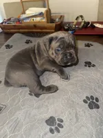 Grey female, a female Cane Corso for sale in Pittsford, MI – 3 of 3