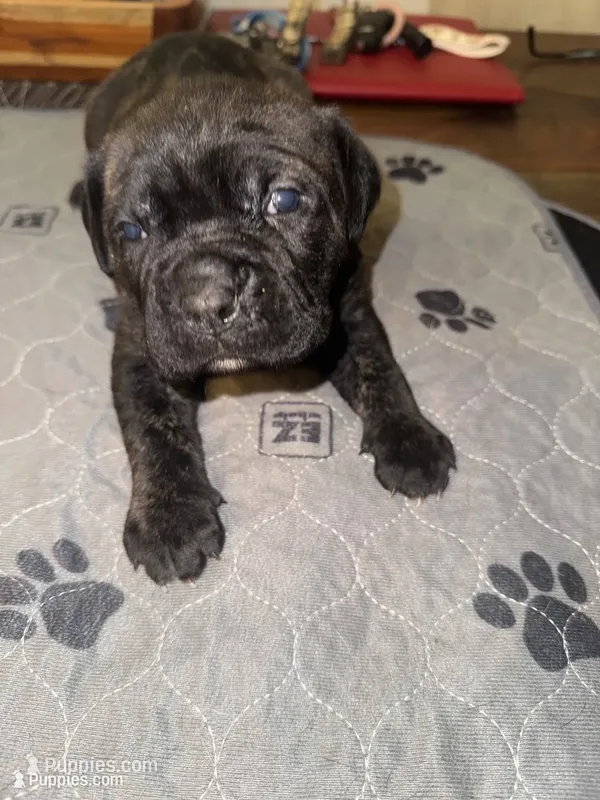 Black male – Cane Corso puppy for sale in Pittsford, MI