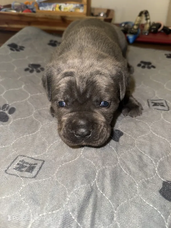 Grey female – Cane Corso puppy for sale in Pittsford, MI