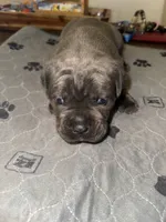Grey female, a female Cane Corso for sale in Pittsford, MI – 1 of 3