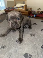 Grey female, a female Cane Corso for sale in Pittsford, MI – 2 of 3