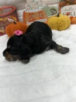 Minnie , a female Miniature Dachshund for sale in Mansfield, MO – 3 of 4
