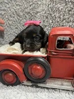 Diva(AKC, a female Dachshund and Miniature Dachshund for sale in Mansfield, MO – 4 of 4
