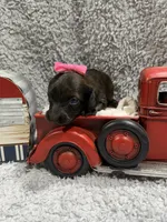 Dixie , a female Dachshund and Miniature Dachshund for sale in Mansfield, MO – 3 of 5