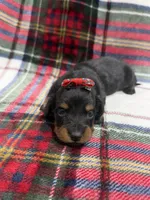 Ava, a female Dachshund and Miniature Dachshund for sale in Mansfield, MO – 2 of 3