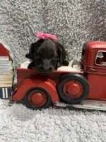 Dixie , a female Dachshund and Miniature Dachshund for sale in Mansfield, MO – 2 of 5