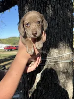 Rusty , a male Miniature Dachshund for sale in Mansfield, MO – 2 of 3