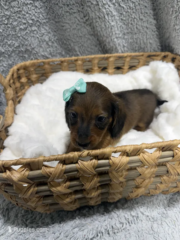 Dolly(AKC)  – Dachshund, Miniature Dachshund puppy for sale in Mansfield, MO
