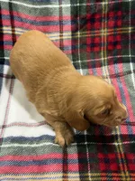 Peanut , a male Dachshund and Miniature Dachshund for sale in Mansfield, MO – 3 of 3