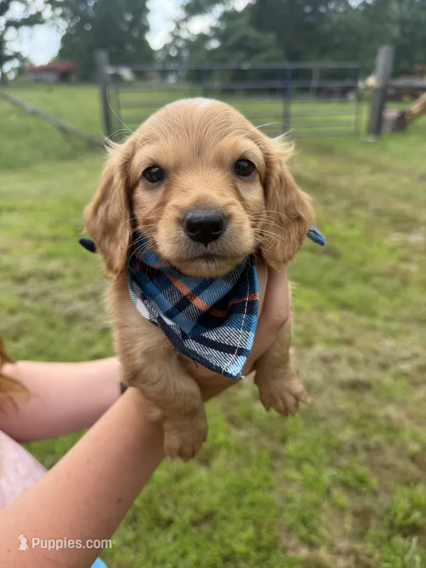 Buck (AKC  – Dachshund, Miniature Dachshund puppy for sale in Mansfield, MO