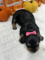 Minnie , a female Miniature Dachshund for sale in Mansfield, MO – 4 of 4