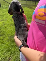 Lou (AKC), a female Dachshund and Miniature Dachshund for sale in Mansfield, MO – 5 of 7