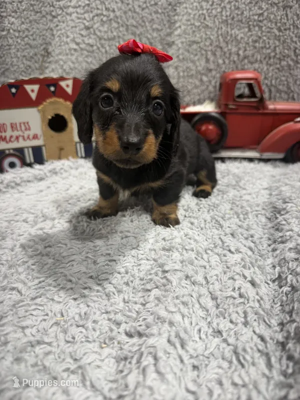 Ava – Dachshund, Miniature Dachshund puppy for sale in Mansfield, MO