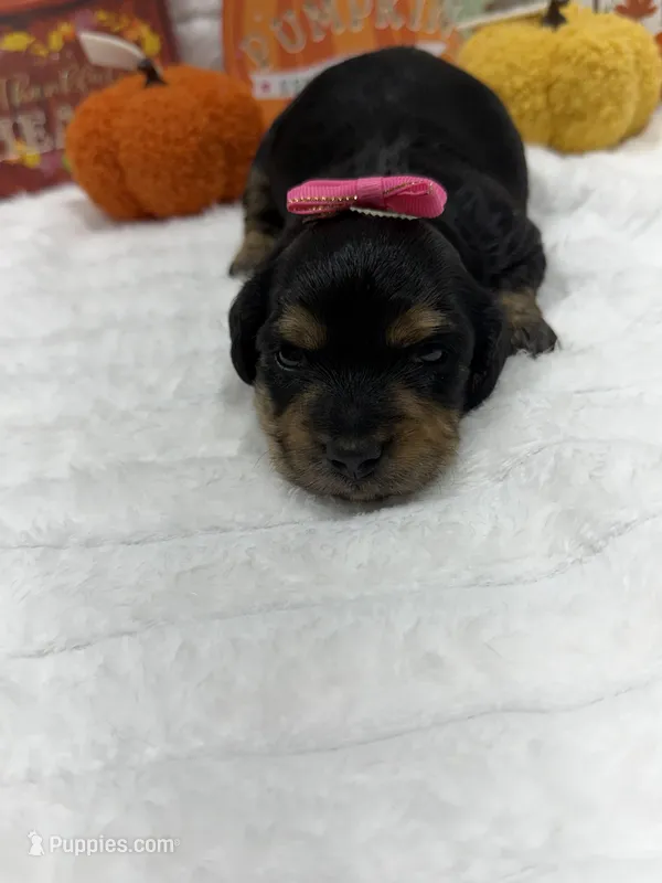 Minnie  – Miniature Dachshund puppy for sale in Mansfield, MO