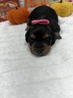 Minnie , a female Miniature Dachshund for sale in Mansfield, MO – 1 of 4