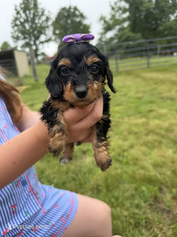 Amy – Dachshund, Miniature Dachshund puppy for sale in Mansfield, MO