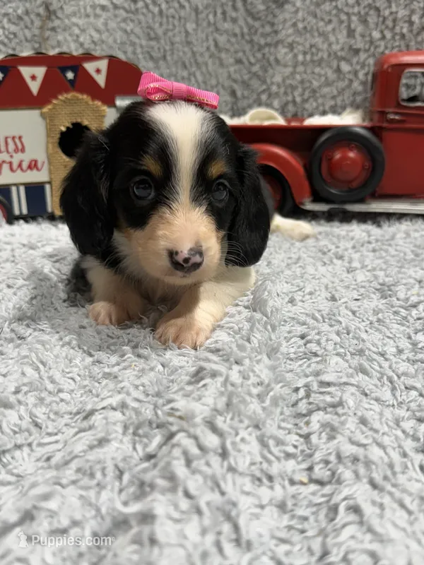 Ann – Dachshund, Miniature Dachshund puppy for sale in Mansfield, MO