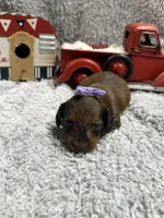 Dolly(AKC) , a female Dachshund and Miniature Dachshund for sale in Mansfield, MO – 3 of 5
