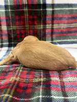 Buck (AKC , a male Dachshund and Miniature Dachshund for sale in Mansfield, MO – 2 of 5