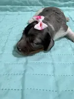 Peaches , a female Dachshund and Miniature Dachshund for sale in Mansfield, MO – Photo 3 of 4