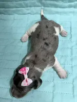 Peaches , a female Dachshund and Miniature Dachshund for sale in Mansfield, MO – Photo 4 of 4