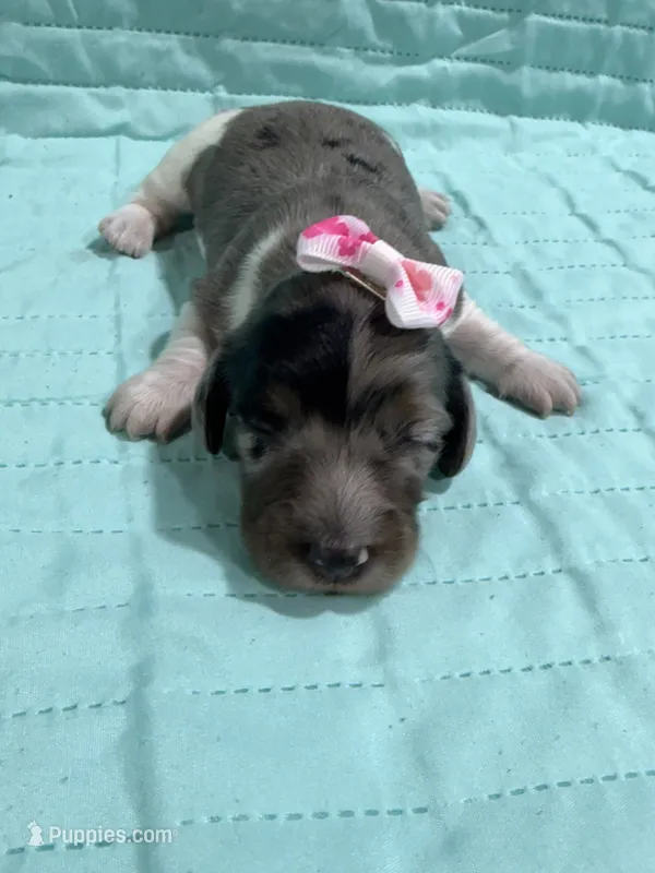 Peaches  – Dachshund, Miniature Dachshund puppy for sale in Mansfield, MO