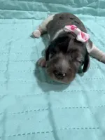 Peaches , a female Dachshund and Miniature Dachshund for sale in Mansfield, MO – Photo 2 of 4