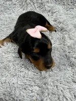 Amy, a female Dachshund and Miniature Dachshund for sale in Mansfield, MO – Photo 3 of 3