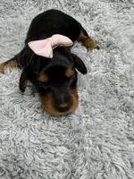 Amy, a female Dachshund and Miniature Dachshund for sale in Mansfield, MO – Photo 2 of 3