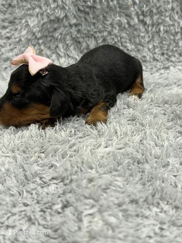 Amy – Dachshund, Miniature Dachshund puppy for sale in Mansfield, MO