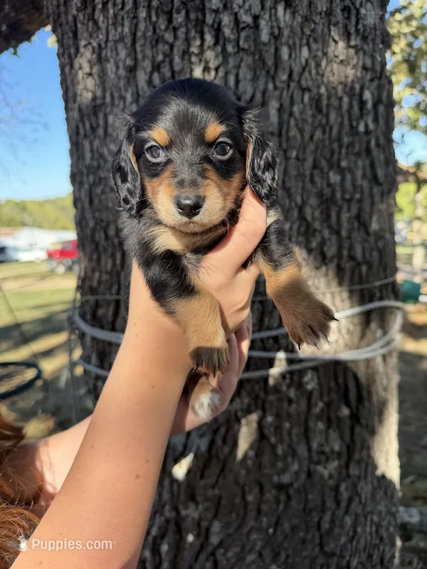 Chestnut – Miniature Dachshund puppy for sale in Mansfield, MO